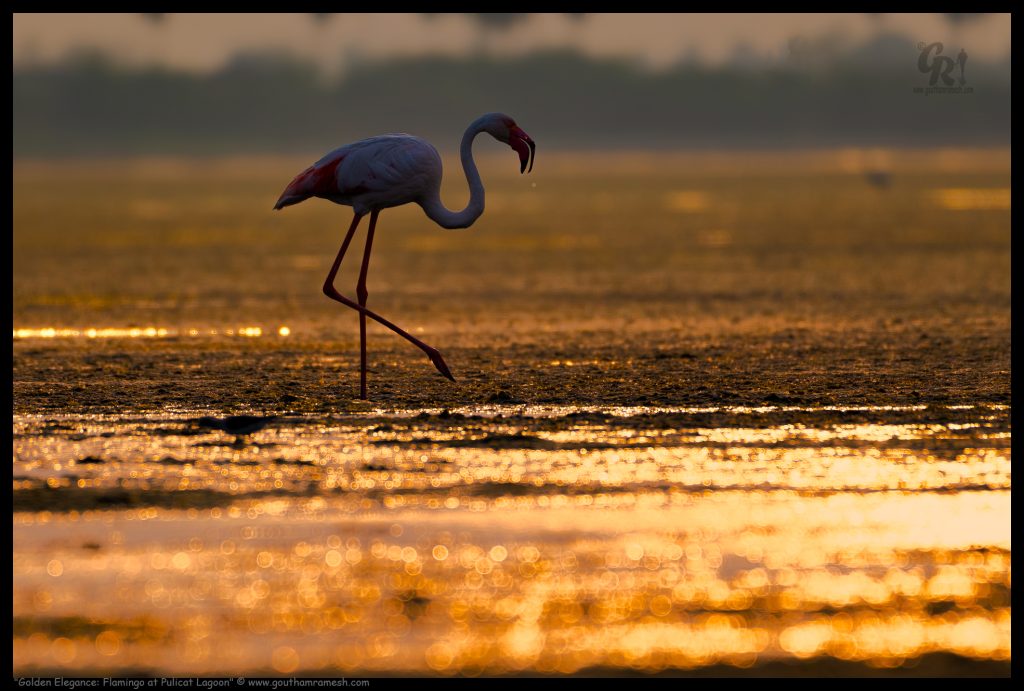 Golden Elegance: Flamingo at Pulicat Lagoon