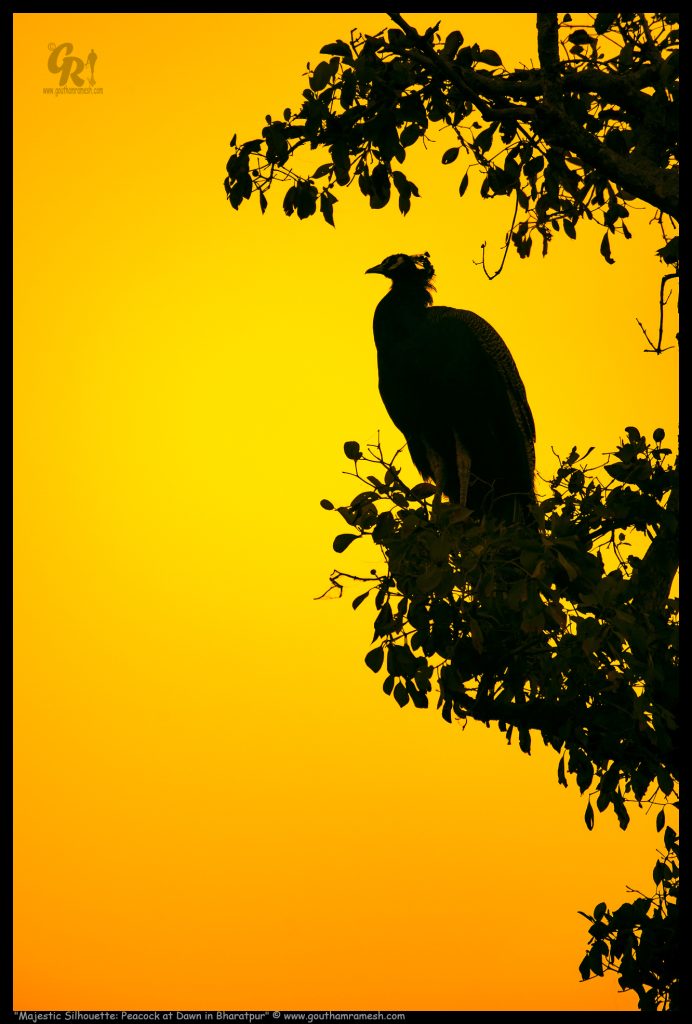 Majestic Silhouette: Peacock at Dawn in Bharatpur