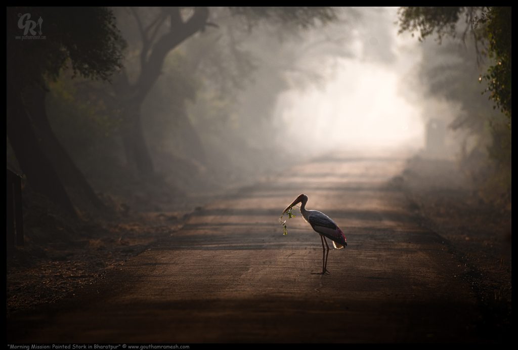 Morning Mission: Painted Stork in Bharatpur