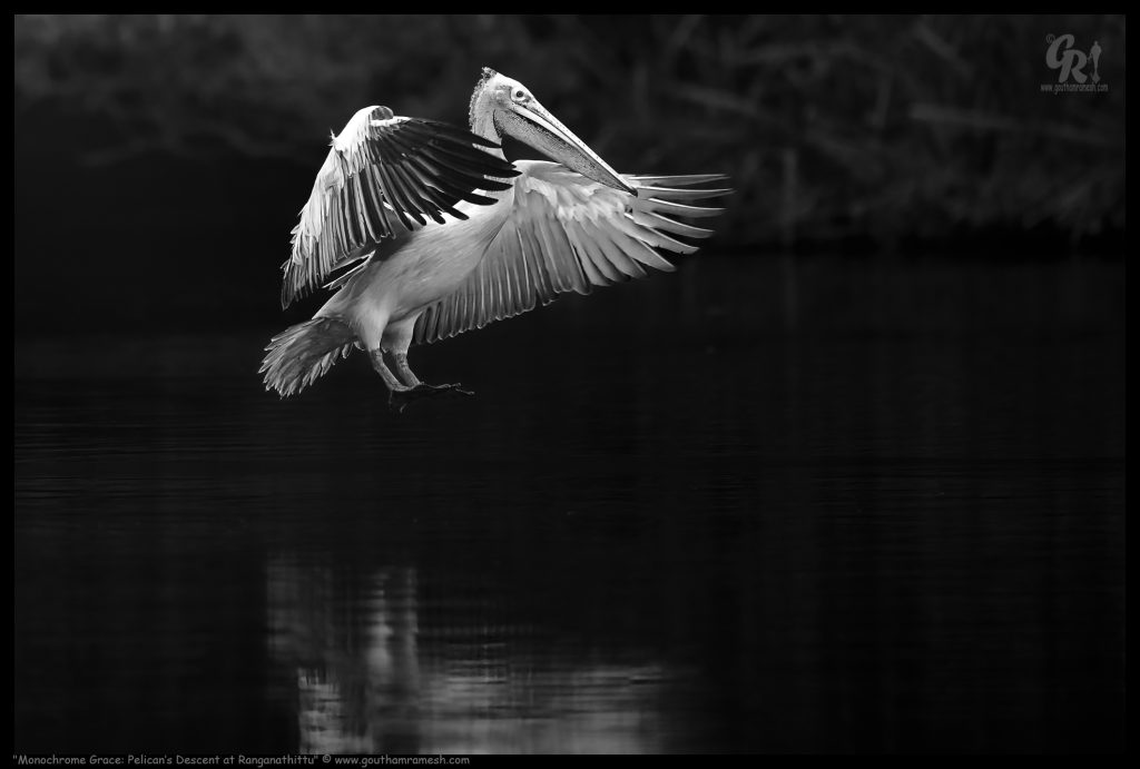 Monochrome Grace: Pelican's Descent at Ranganathittu