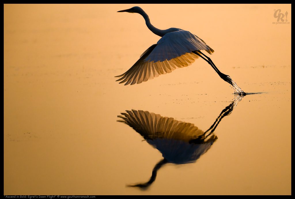 Ascend in Gold: Egret's Dawn Flight