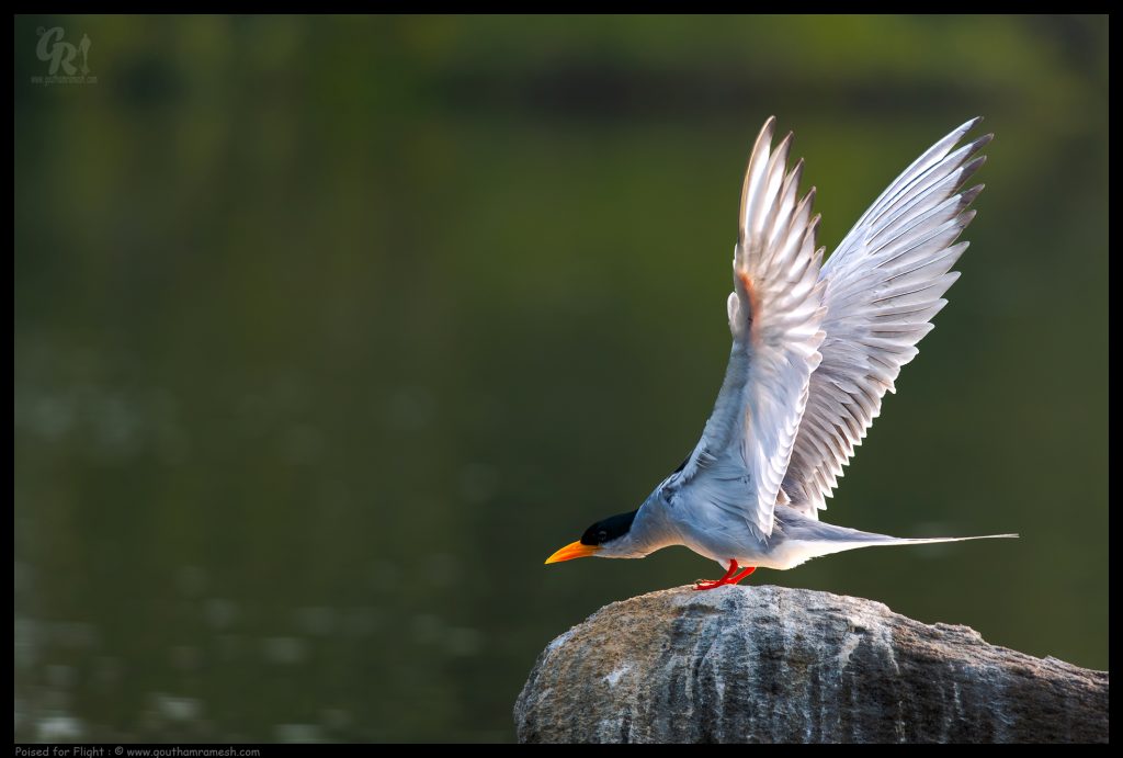 Poised for Flight