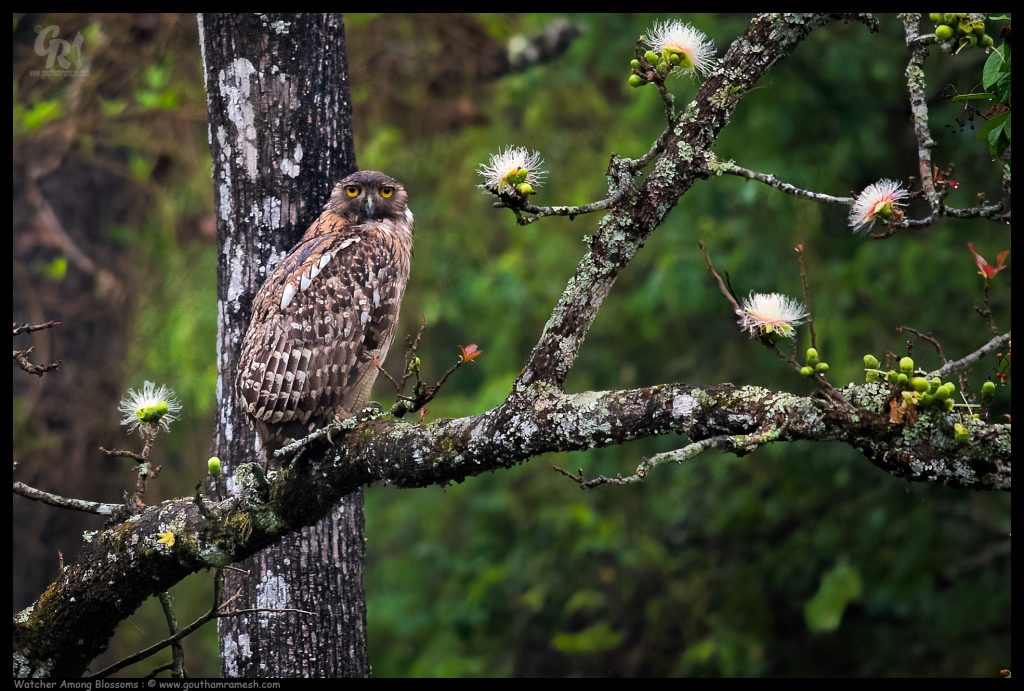 Watcher Among Blossoms
