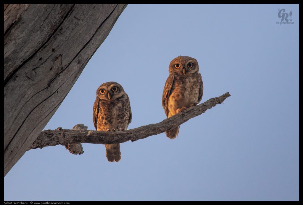 Silent Watchers