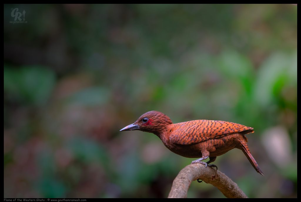 Flame of the Western Ghats