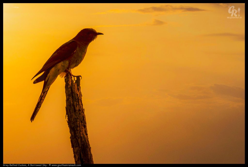 Grey Bellied Cuckoo, A Borrowed Sky