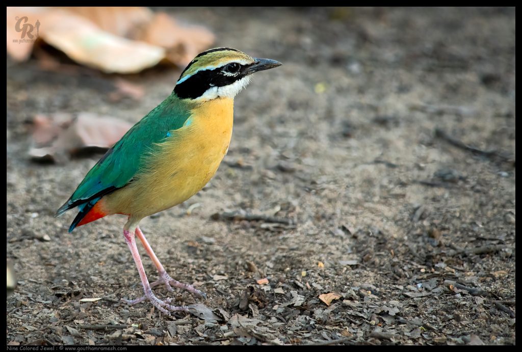 Nine Colored Jewel