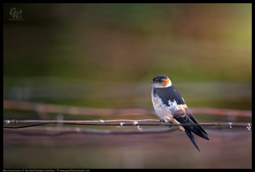 Morning Grace of the Red Rumped Swallow