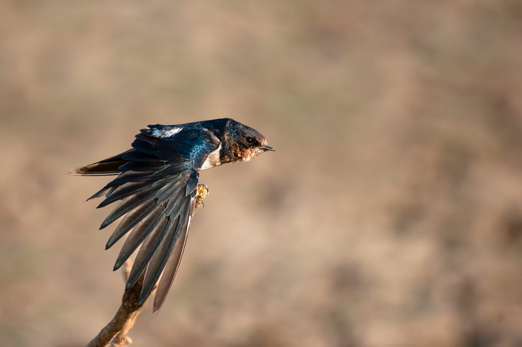 The Shape of Flight