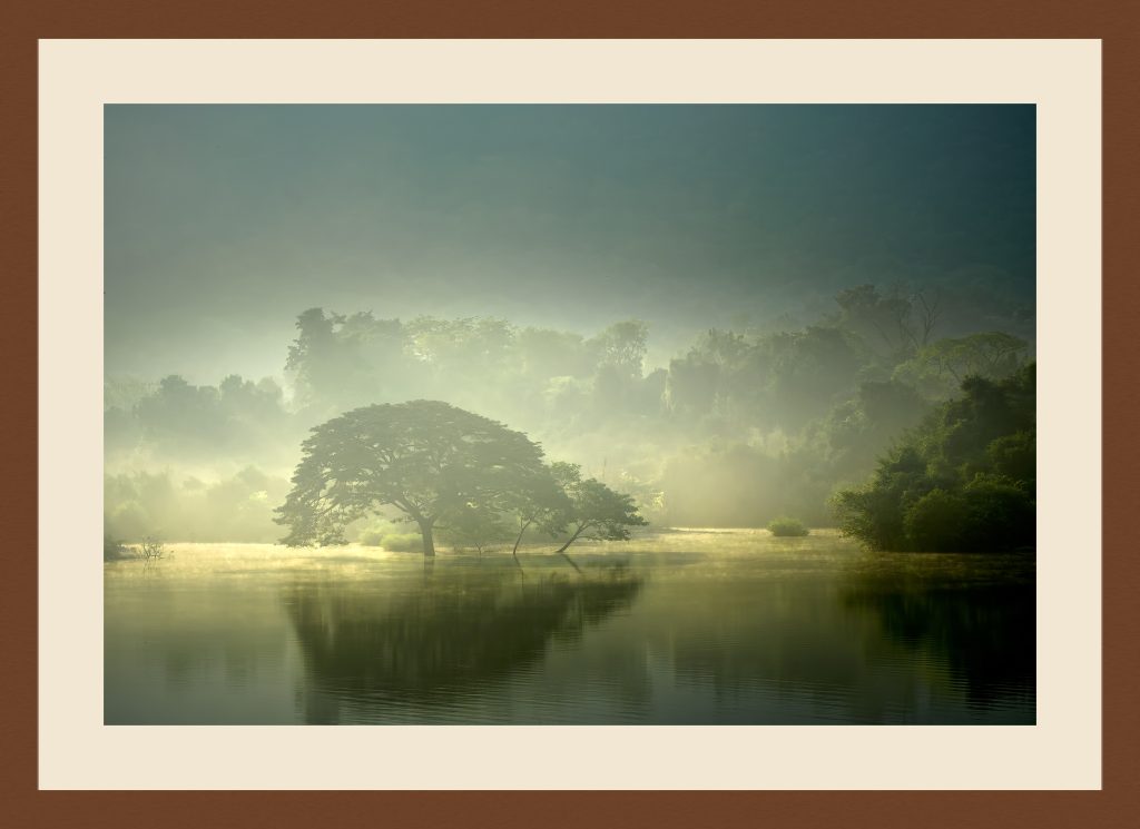 The Tree and Its Echo — fine art print with walnut frame and ivory mat