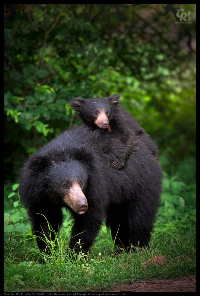 On Her Back, Into the Wild: Sloth Bear and Cub at Daroji