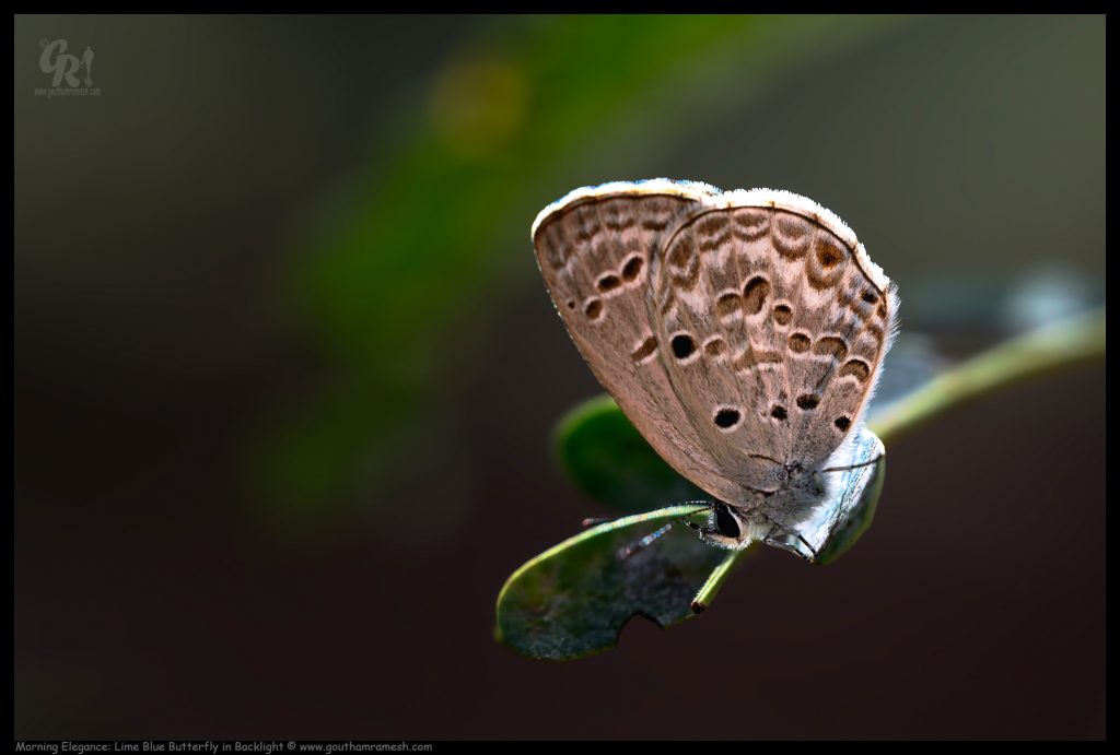 Morning Elegance: Lime Blue Butterfly in Backlight