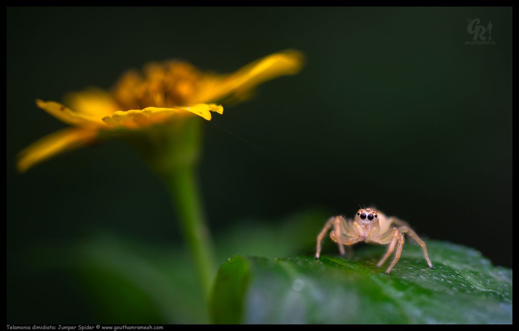 Telamonia dimidiata: Jumper Spider