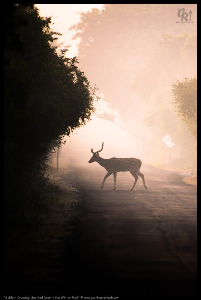 A Silent Crossing: Spotted Deer in the Winter Mist