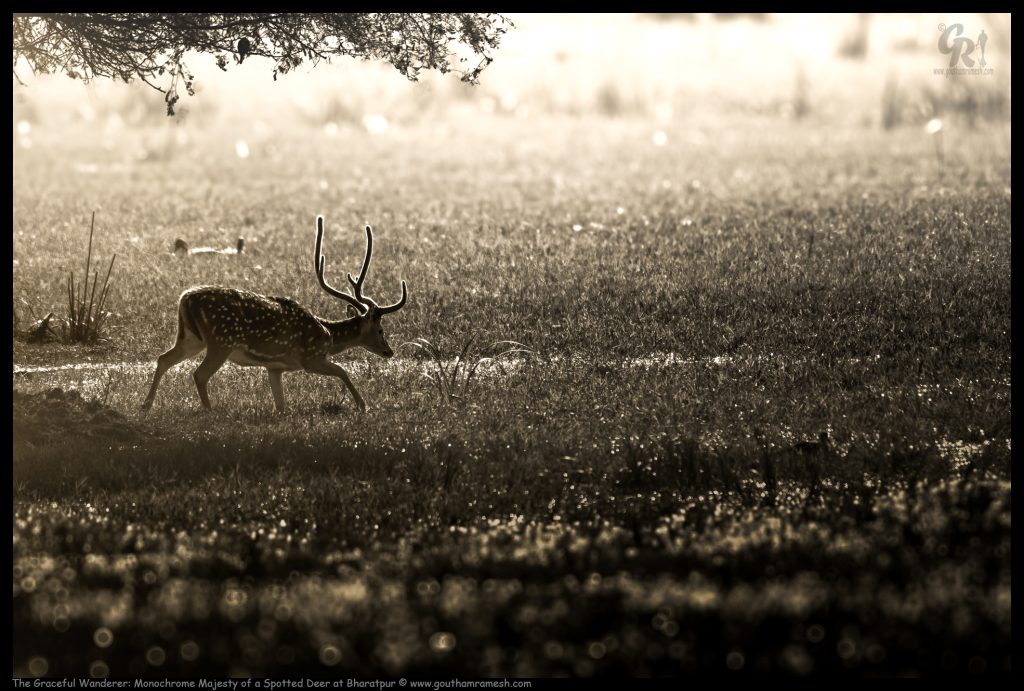 The Graceful Wanderer: Monochrome Majesty of a Spotted Deer at Bharatpur