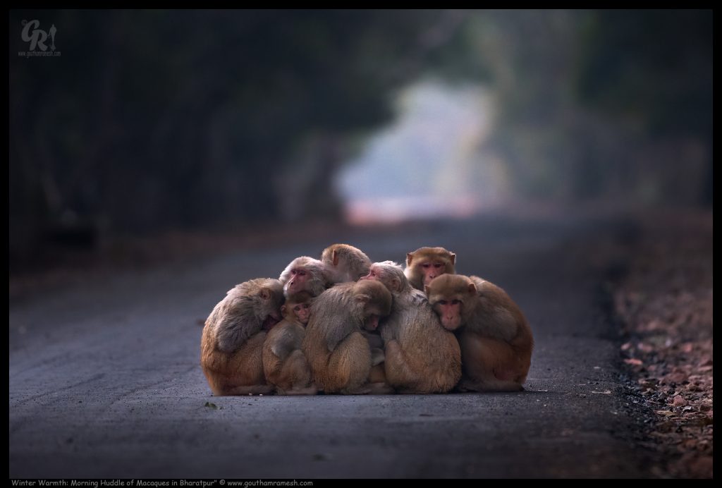 Winter Warmth: Morning Huddle of Macaques in Bharatpur