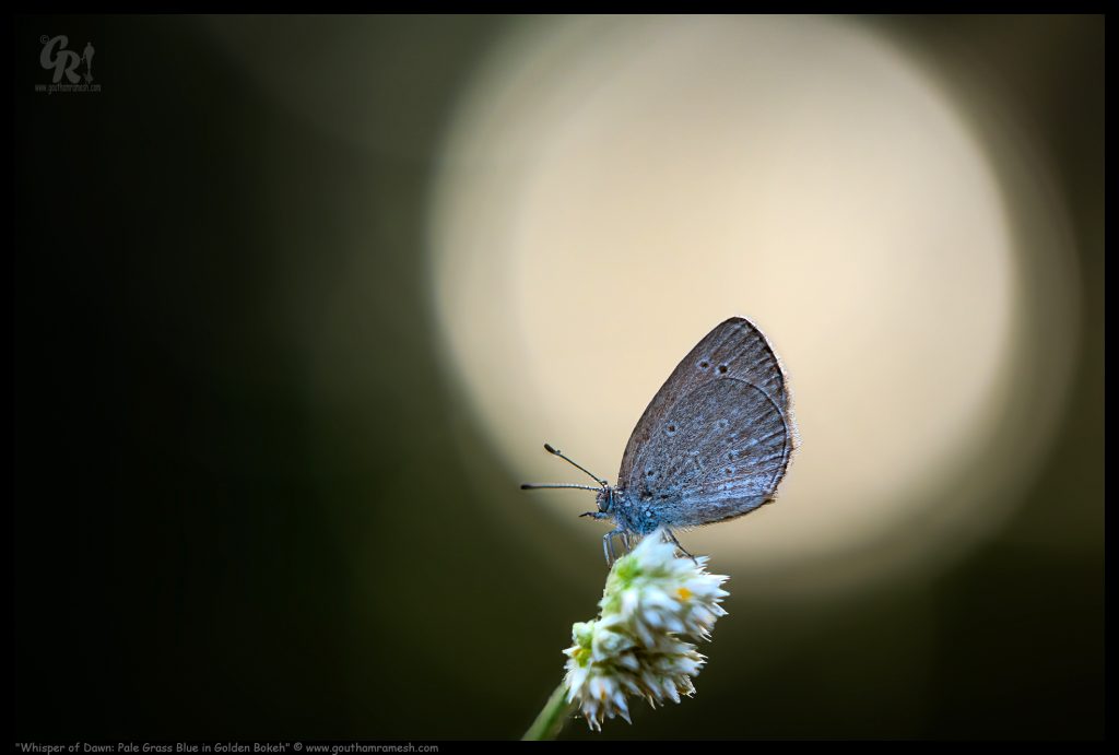 Whisper of Dawn: Pale Grass Blue in Golden Bokeh