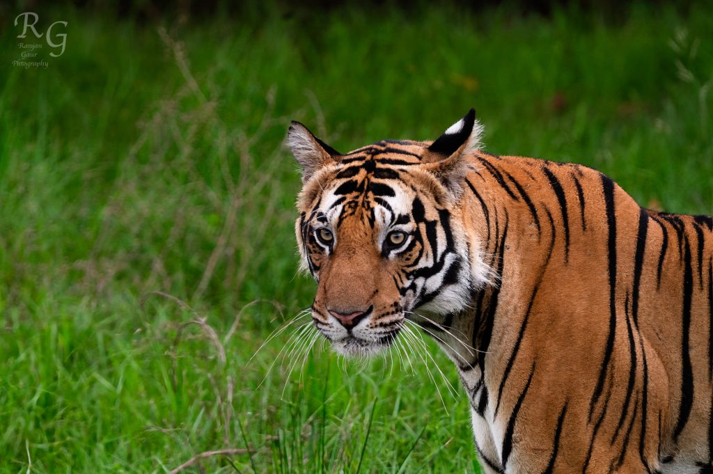 The Tiger's Glance