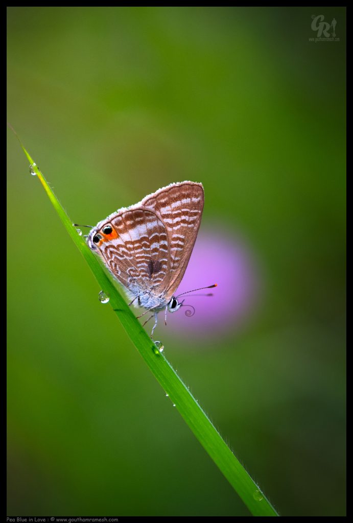 Pea Blue in Love