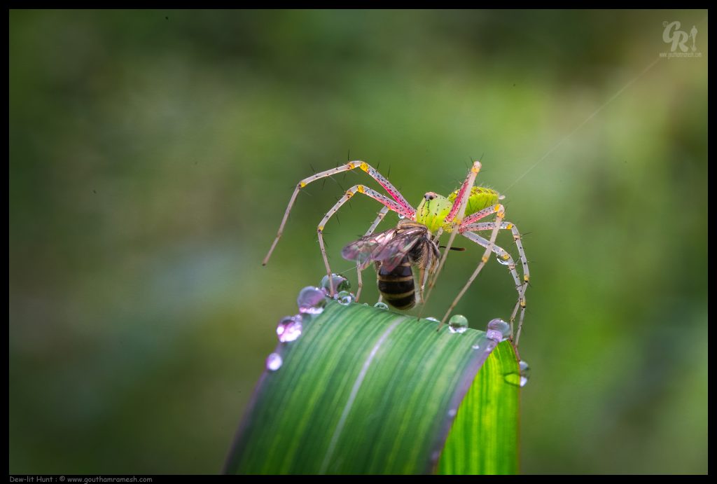 Dew-lit Hunt