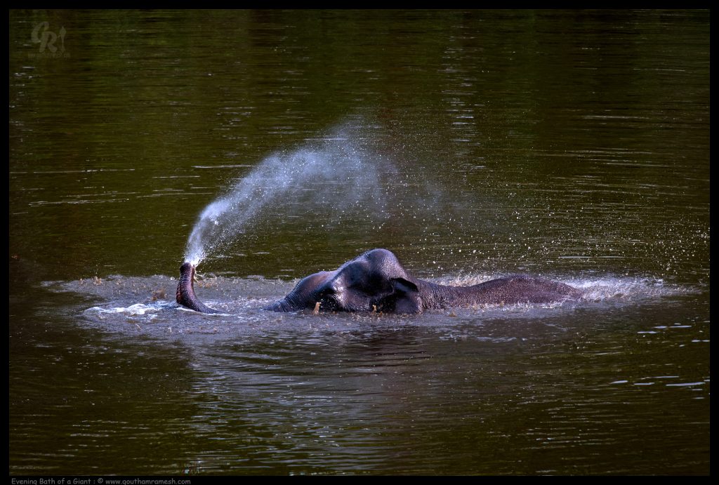 Evening Bath of a Giant