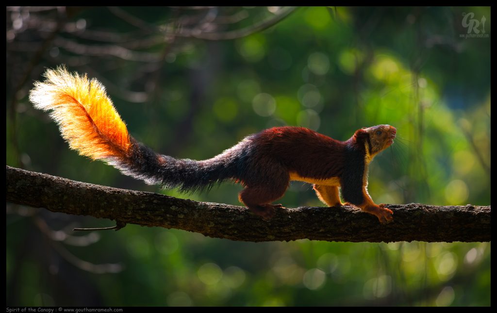 Spirit of the Canopy