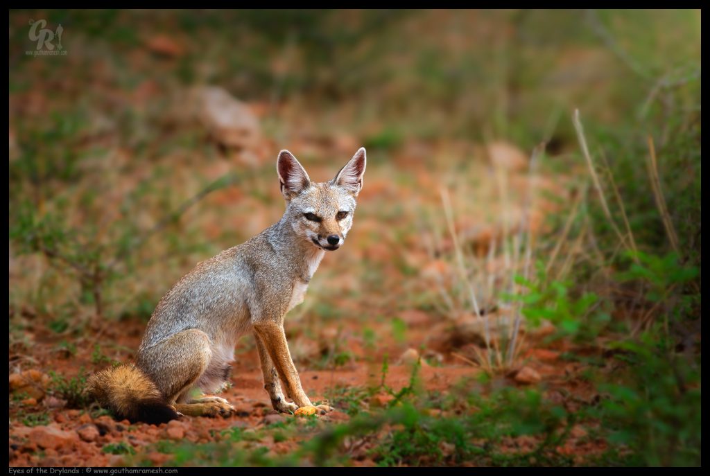 Eyes of the Drylands