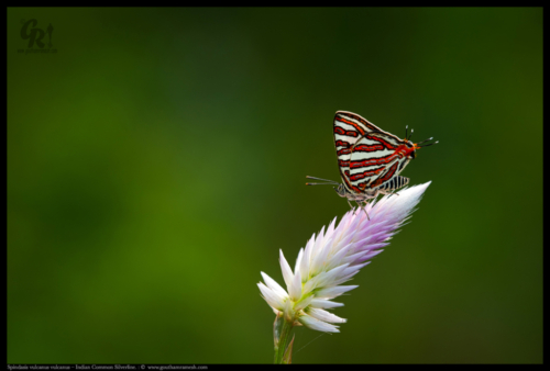 Spindasis vulcanus vulcanus – Indian Common Silverline