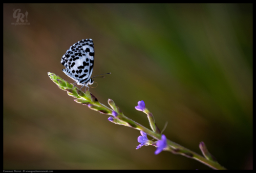 Castalius rosimon, the common Pierrot,