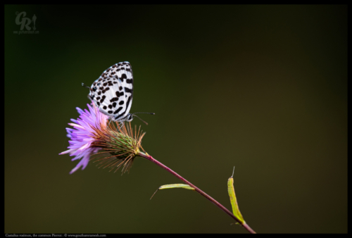 Castalius rosimon, the common Pierrot,