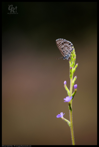 Azanus jesous, the African babul blue or topaz-spotted blue