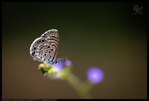 African babul blue