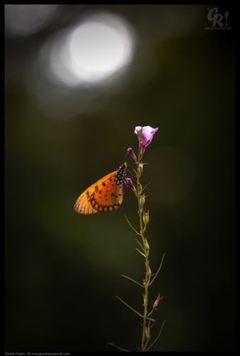Acraea terpsicore, the tawny coster