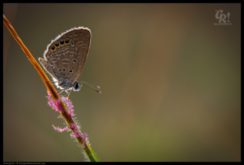 Grass Flower and Grass Jewel