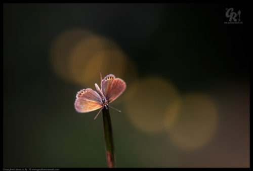 Grass Jewel