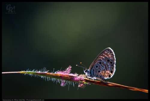 African babul blue
