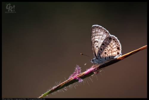 African babul blue