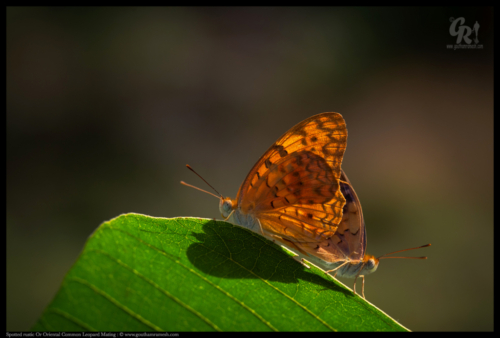 The common leopard - Mating