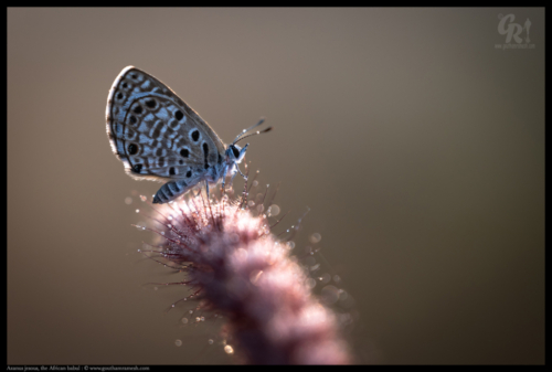 Azanus jesous, the African babul blue