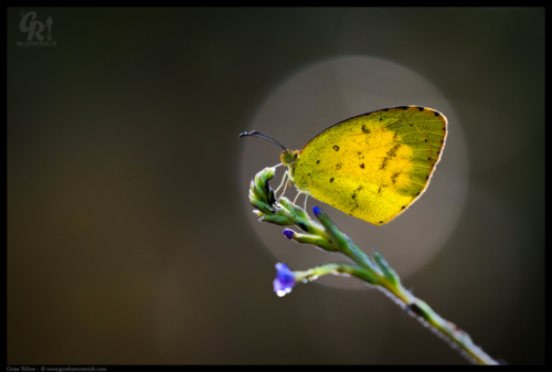 Small Grass yellow