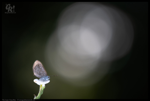 Zizina otis, the lesser grass blue