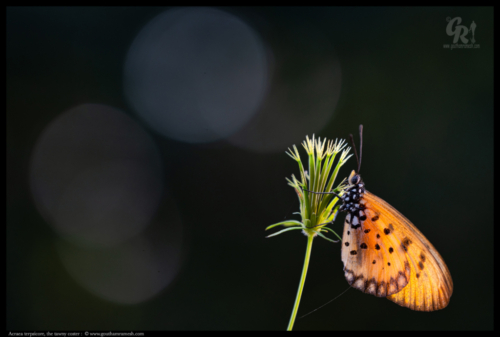 Acraea terpsicore, the tawny coster