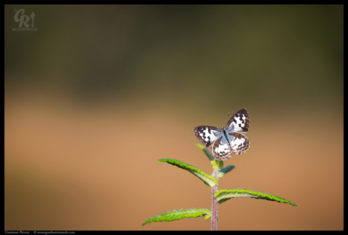 Common Pierrot