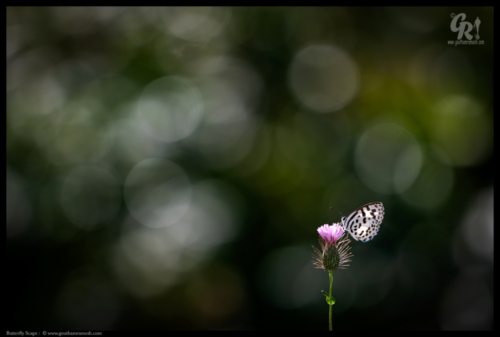 Butterfly Scape
