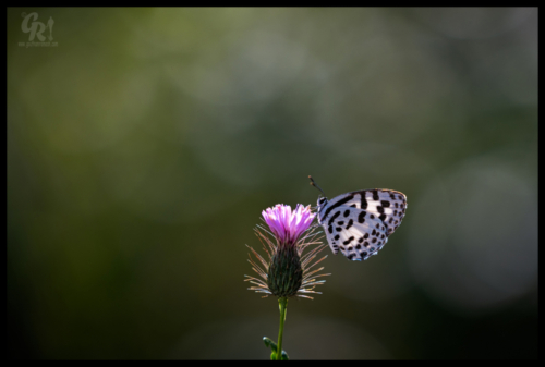 common Pierrot