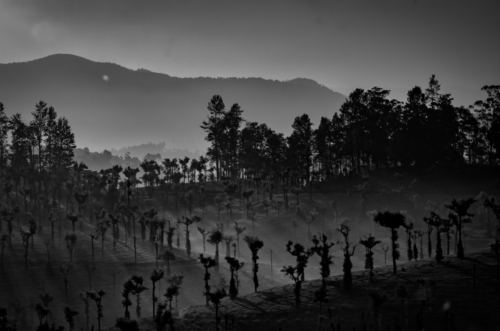 Tea gardens, Valparai