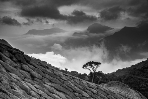 Lone Tree, Munnar