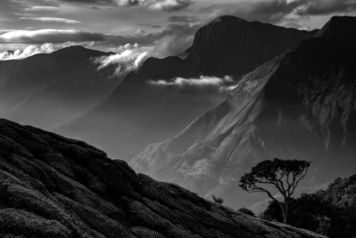 Lone Tree, Munnar